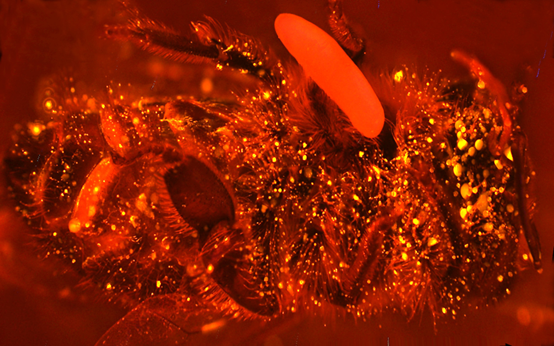 Biene mit Ei, bei der Abgabe von Stickstoffmonoxid durch Fluoreszenzfarbstoff sichtbar gemacht wurde